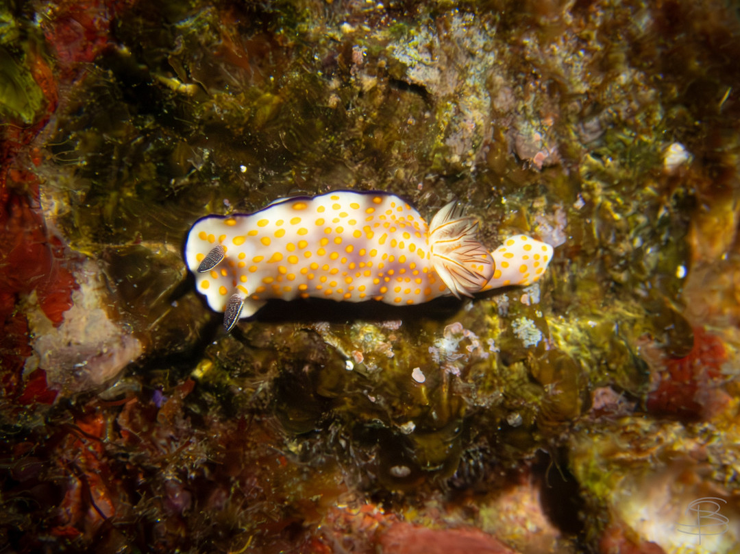 The Smiling Seahorse景点图片