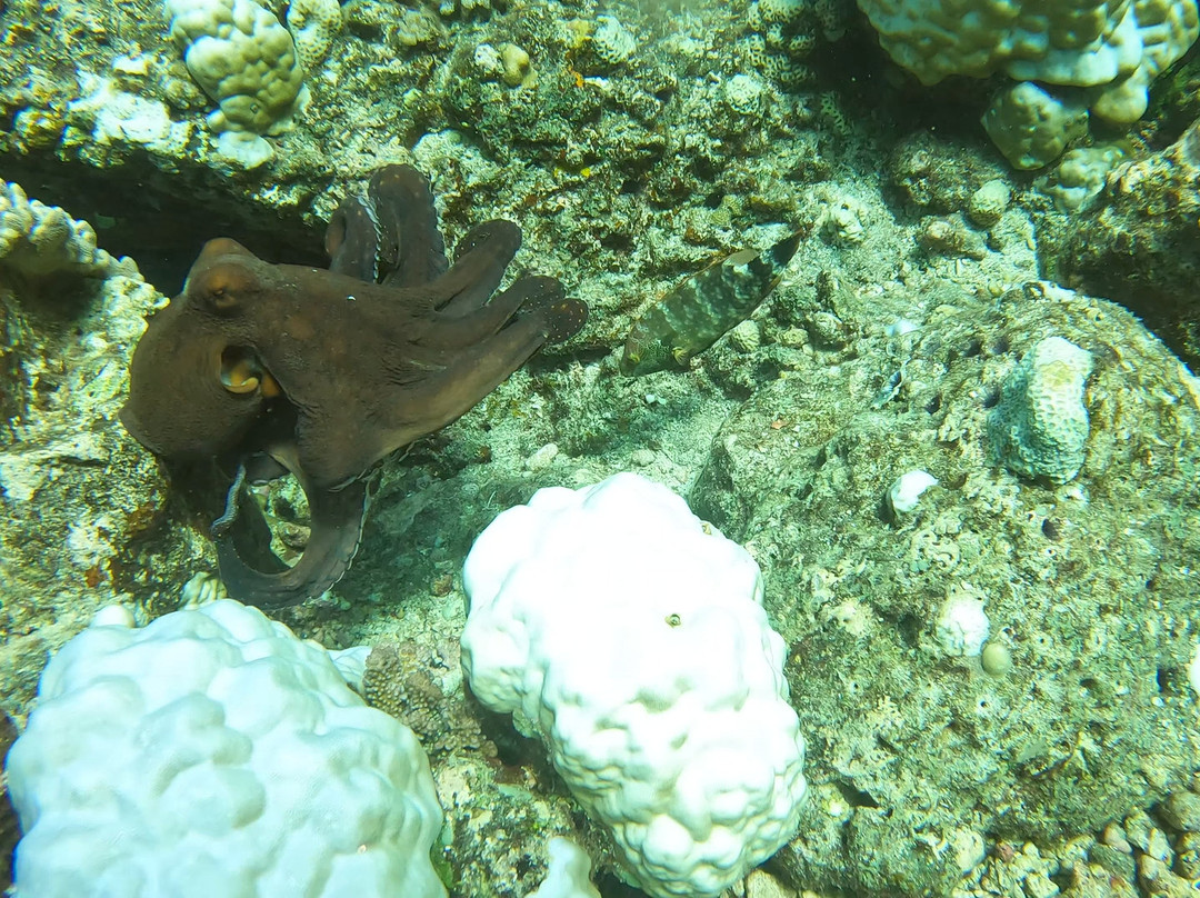 Emperator Diving Center-大湾必去景点