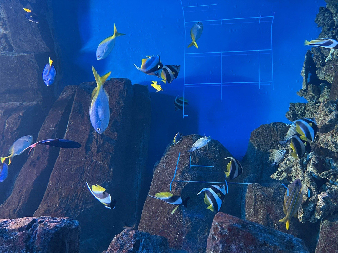 Center of  Oceanography and Marine Biology Delfiniya-新西伯利亚必去景点