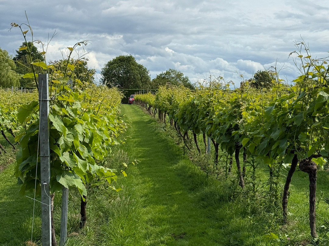 Winbirri Vineyards-诺威奇必去景点