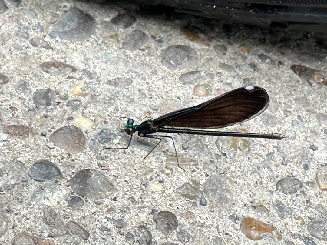 Kanawha Falls-Glen Ferris必去景点