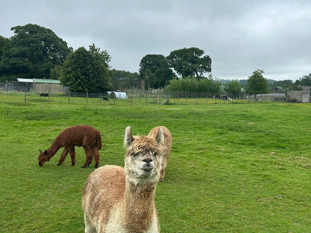 The Lake District Wildlife Park景点图片