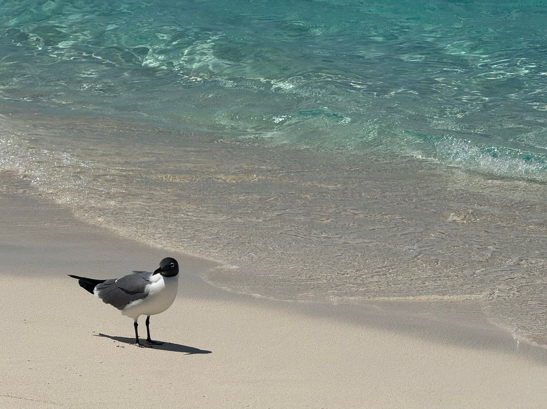 Cabbage Beach-拿骚必去景点