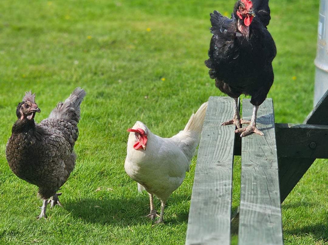 Llwyn Onn Guest House主图