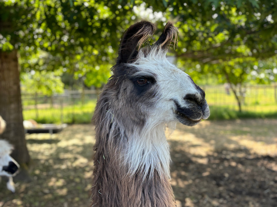 Frog Pond Farm-威尔逊维尔必去景点
