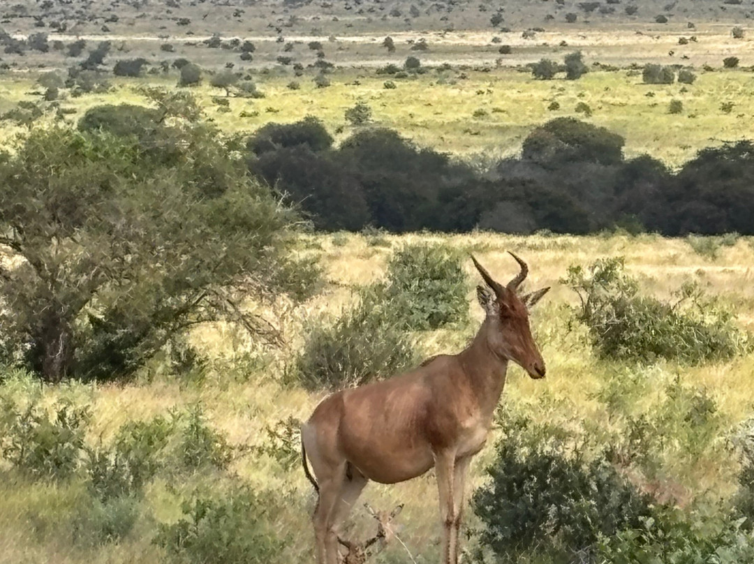 Pitia Africa Safaris-迪亚尼必去景点