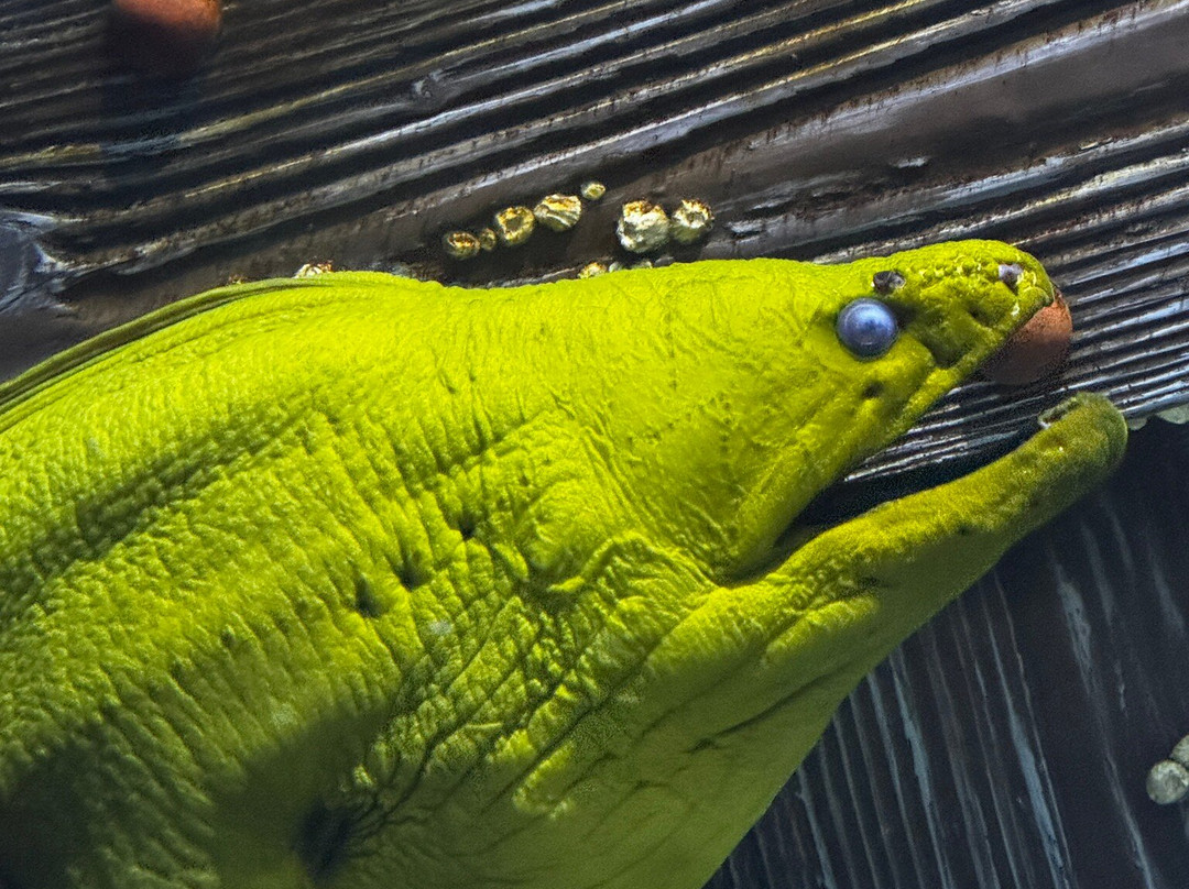 Newport Aquarium-Newport必去景点