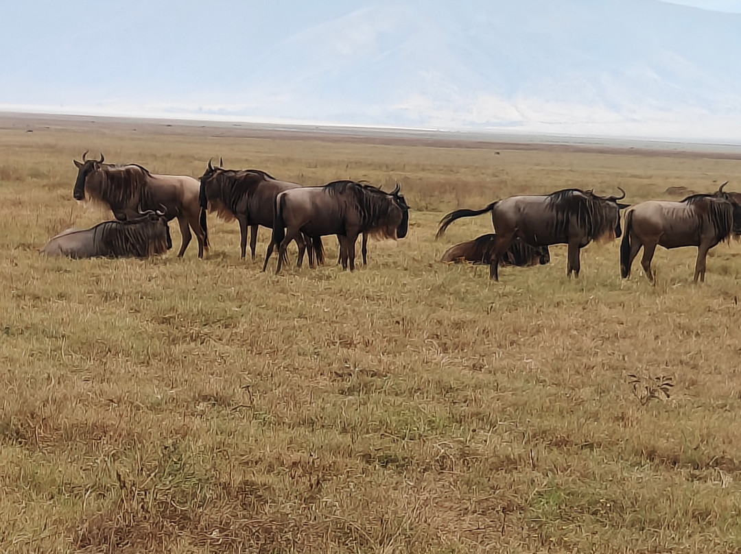 Wild Authentic Tanzania-阿鲁沙必去景点
