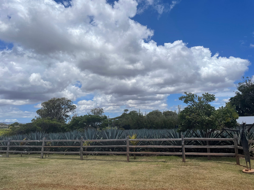 Waikulu Distillery-马卡瓦必去景点