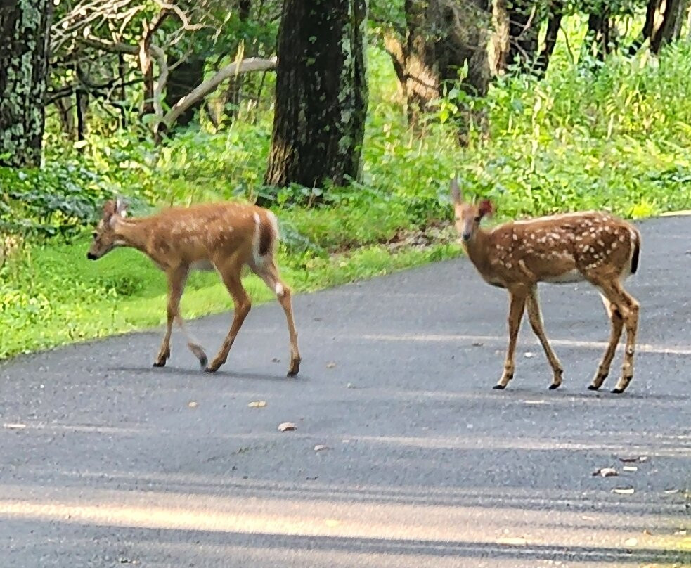 Shenandoah National Park-弗兰特罗亚尔必去景点