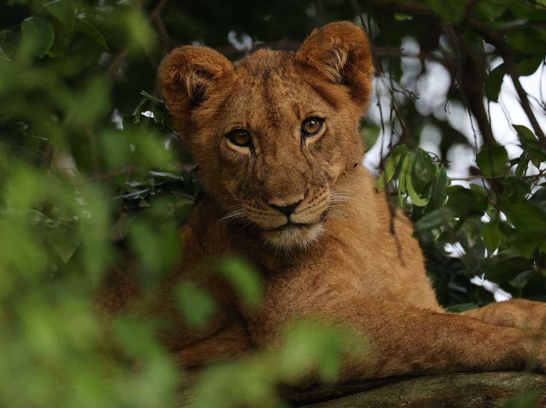 Rwanda Gorilla Trek - Day Tours-Huye必去景点