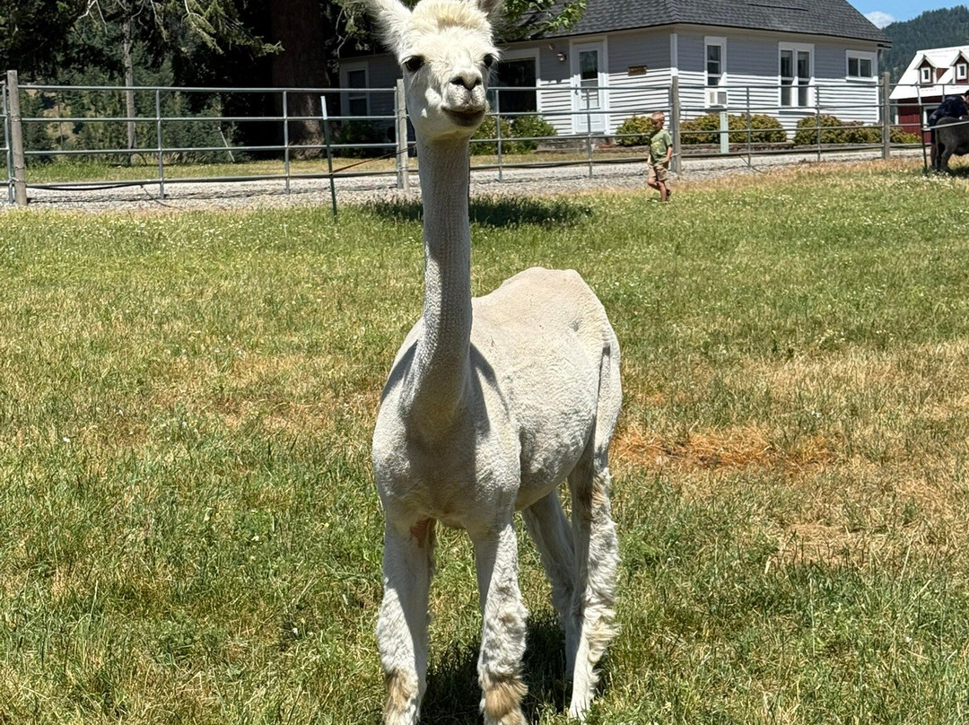 Seven Stars Alpaca Ranch Llc-科达伦必去景点