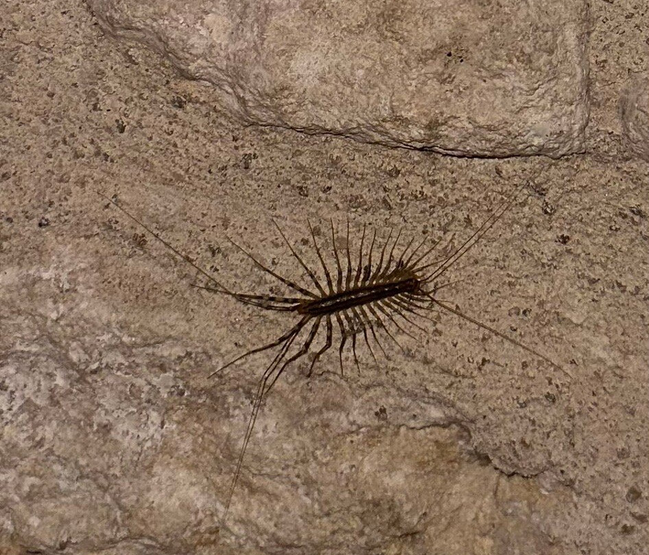 Bleu Raisin Saint Emilion主图