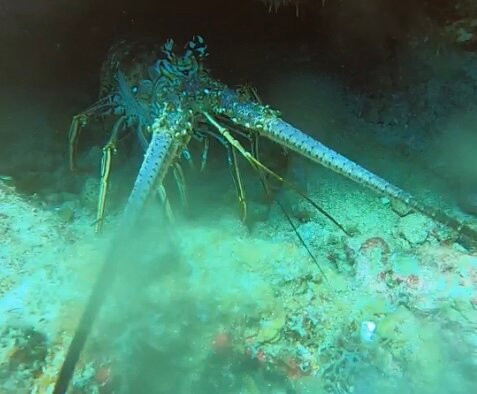 Serial Divers-居斯塔维亚必去景点