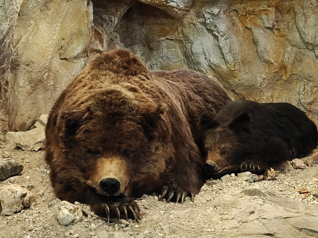 Museum Ladin Ursus ladinicus-圣卡夏诺必去景点