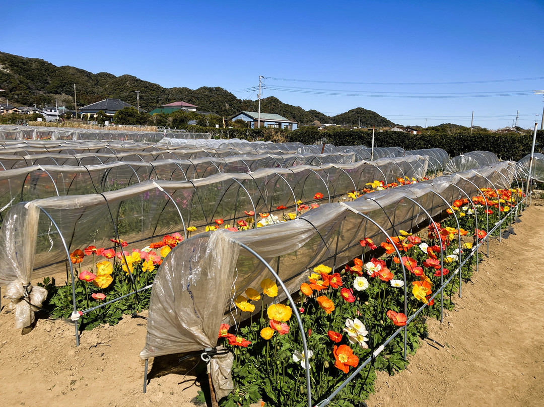 Flower Fields of Chikura-cho-南房总市必去景点
