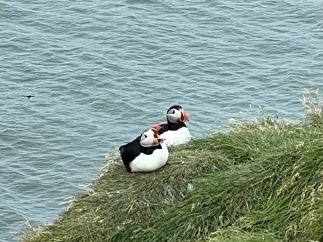 Ingólfshöfði Puffin Tour-史卡法特必去景点