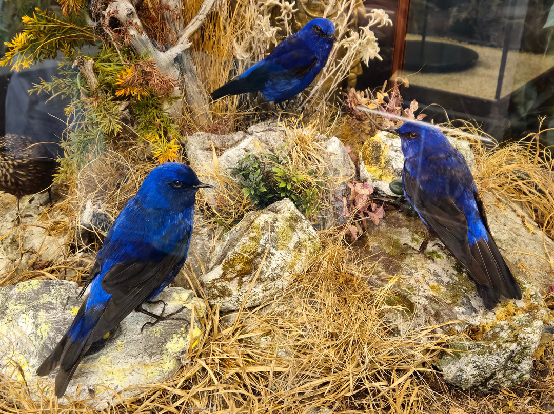Naturmuseum Salzkammergut - Treffpunkt Natur-Ebensee am Traunsee必去景点