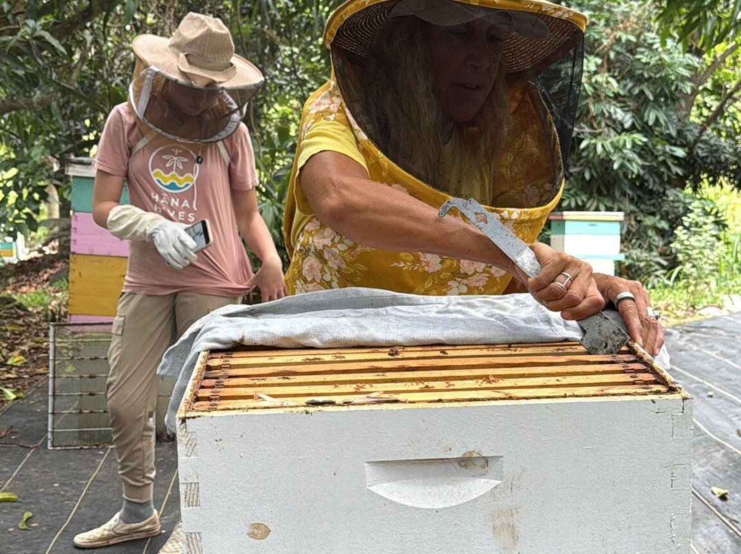 Hanai Hives-哈雷瓦必去景点