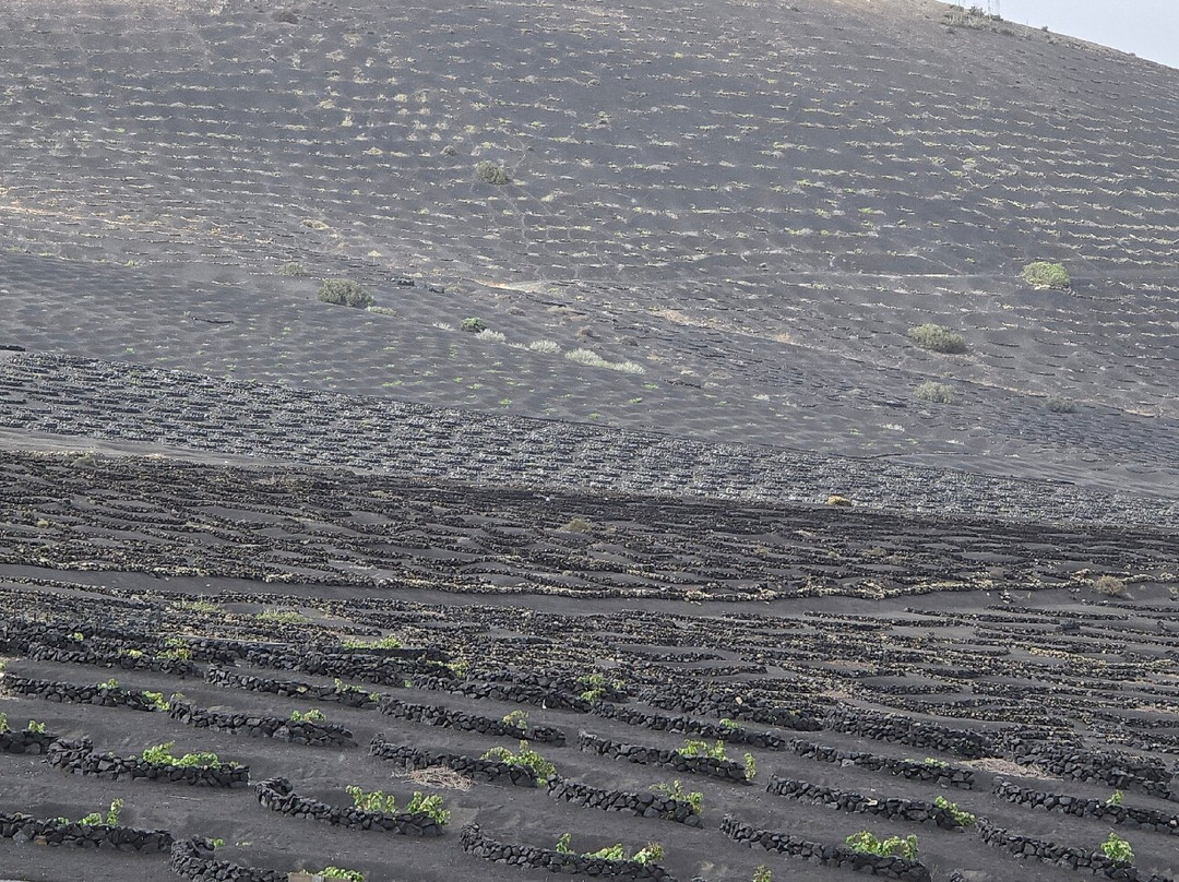 Bodega La Geria-La Geria必去景点