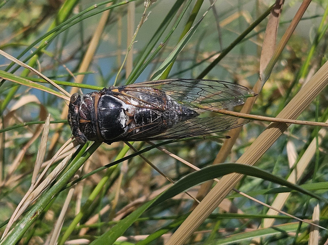 Les Promenades de Fleur-Aubignan必去景点