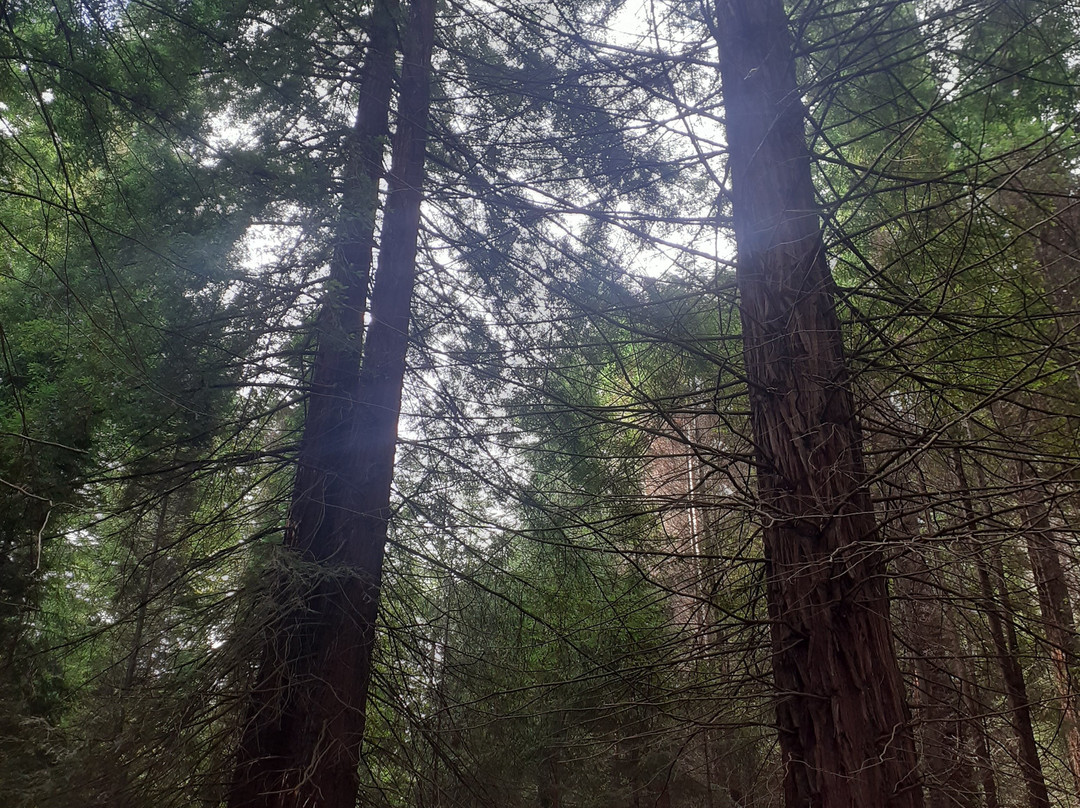 Redwood Forest-Cabezon de la Sal必去景点