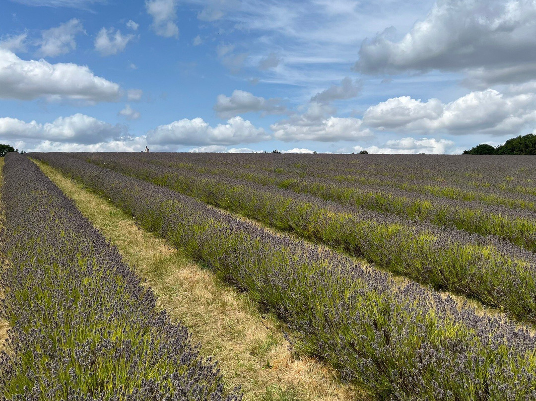 科茨沃尔德薰衣草-百老汇必去景点