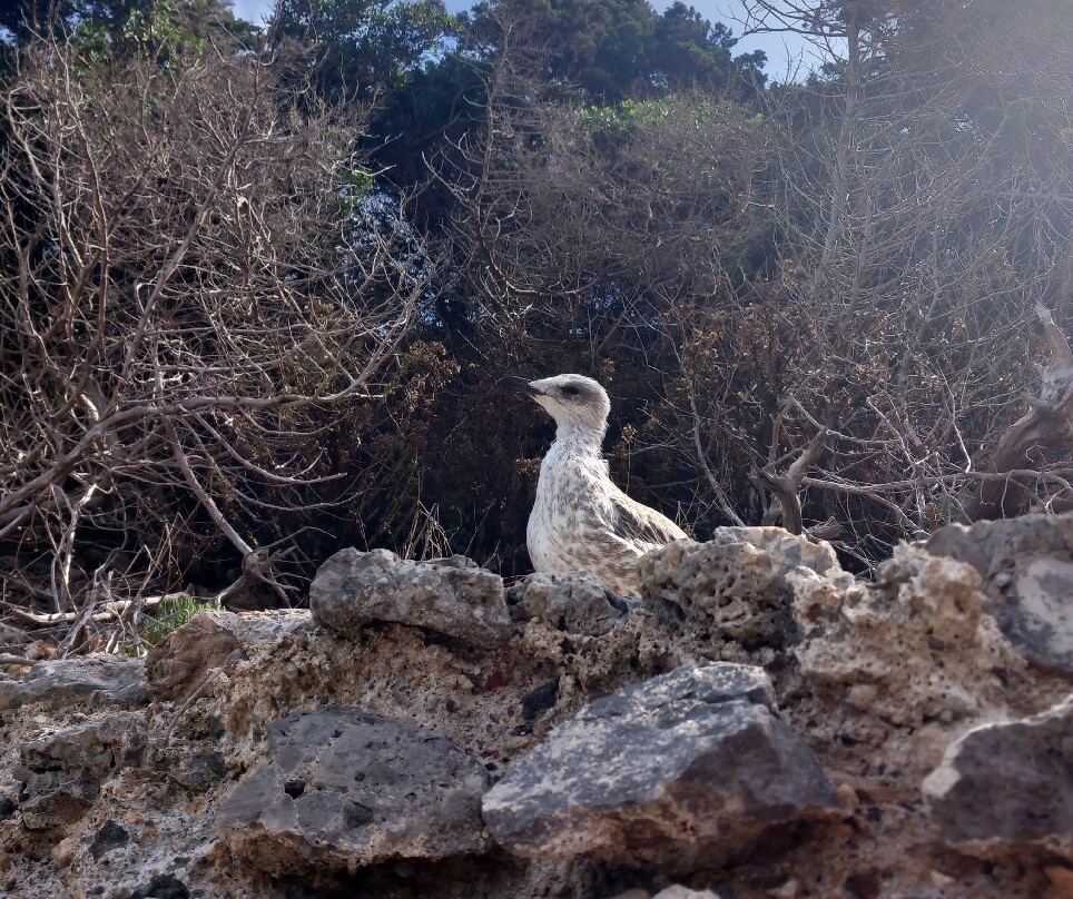 Maregiglio-圣托斯特凡诺港必去景点