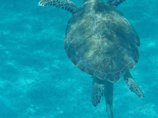 Caicos Tours-普罗维登西亚莱斯必去景点