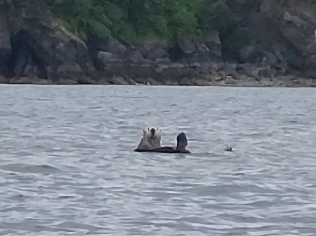 True North Kayak Adventures-荷马必去景点