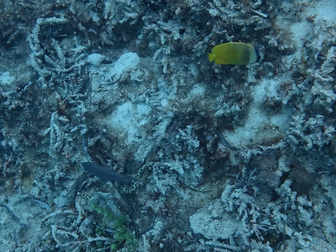 Buccaneer Diving-帕杰必去景点