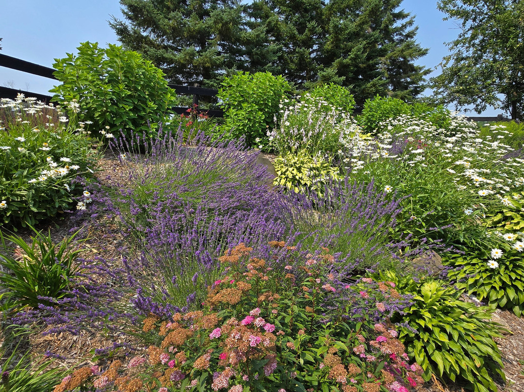Purple Hill Lavender-Creemore必去景点