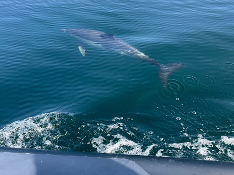 Cornwall Seafari-福伊必去景点