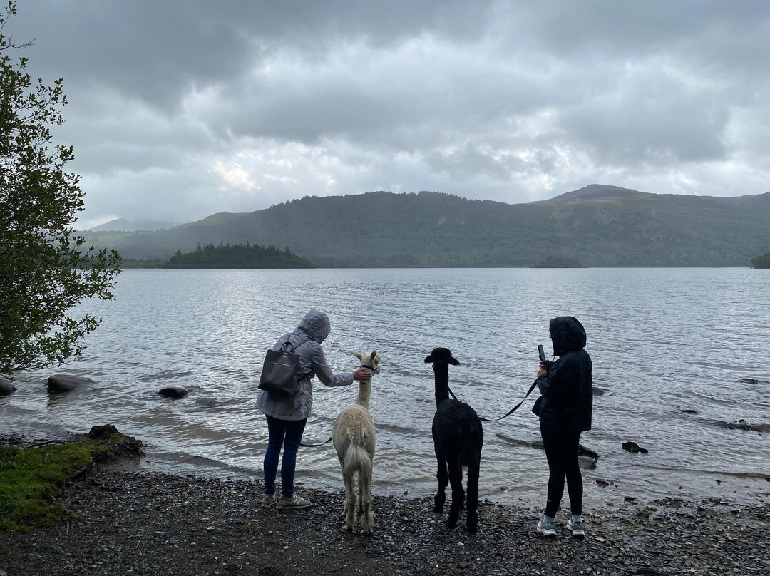 Alpacaly Ever After-Portinscale必去景点