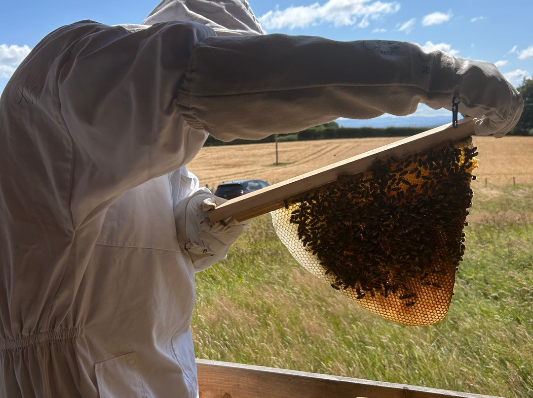 Main's Apiaries-丹弗姆林必去景点