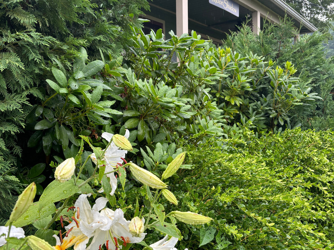 Moonshadow B&B主图