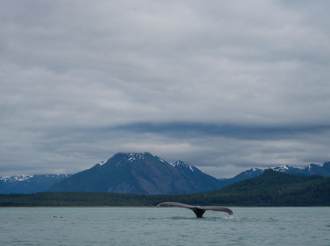 Glacier Bay Sea Kayaks-古斯塔夫斯必去景点
