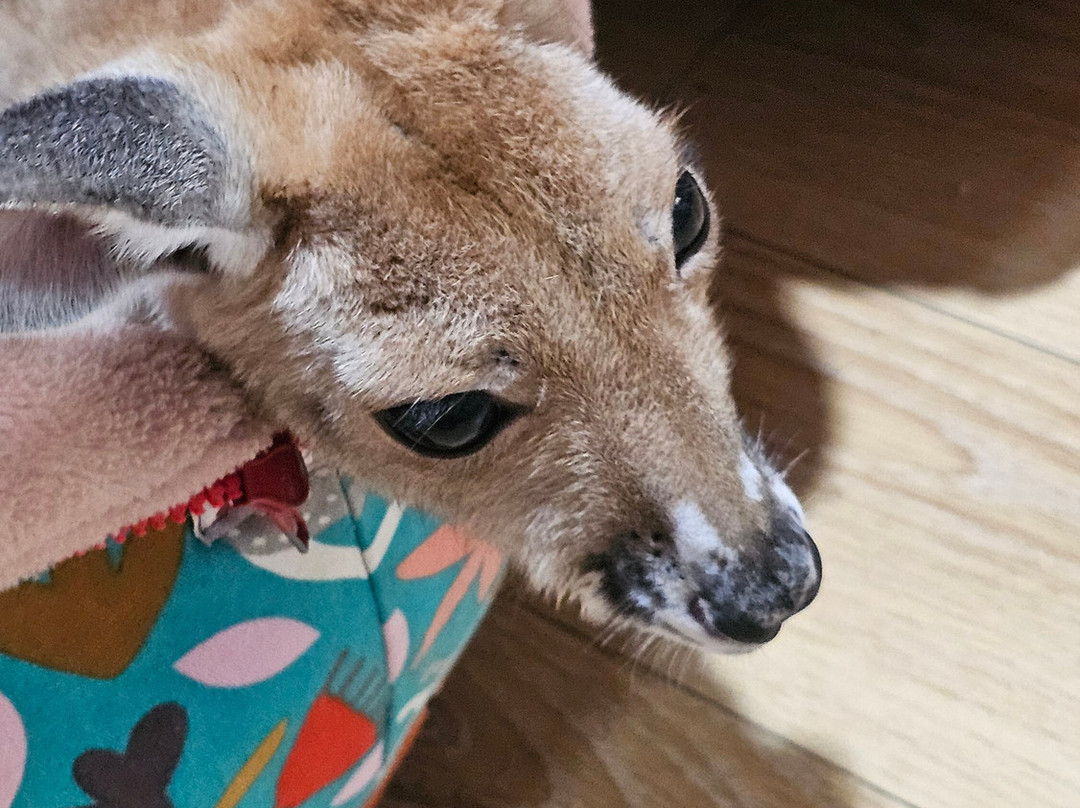 Kangaroo Haven-库努纳拉必去景点