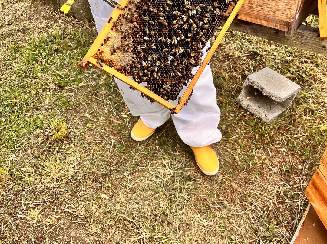 Apiário Margaridas-Fenais da Luz必去景点