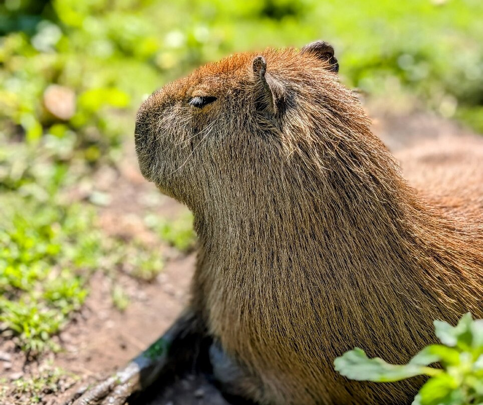 ZOO Łaczna-Mieroszow必去景点