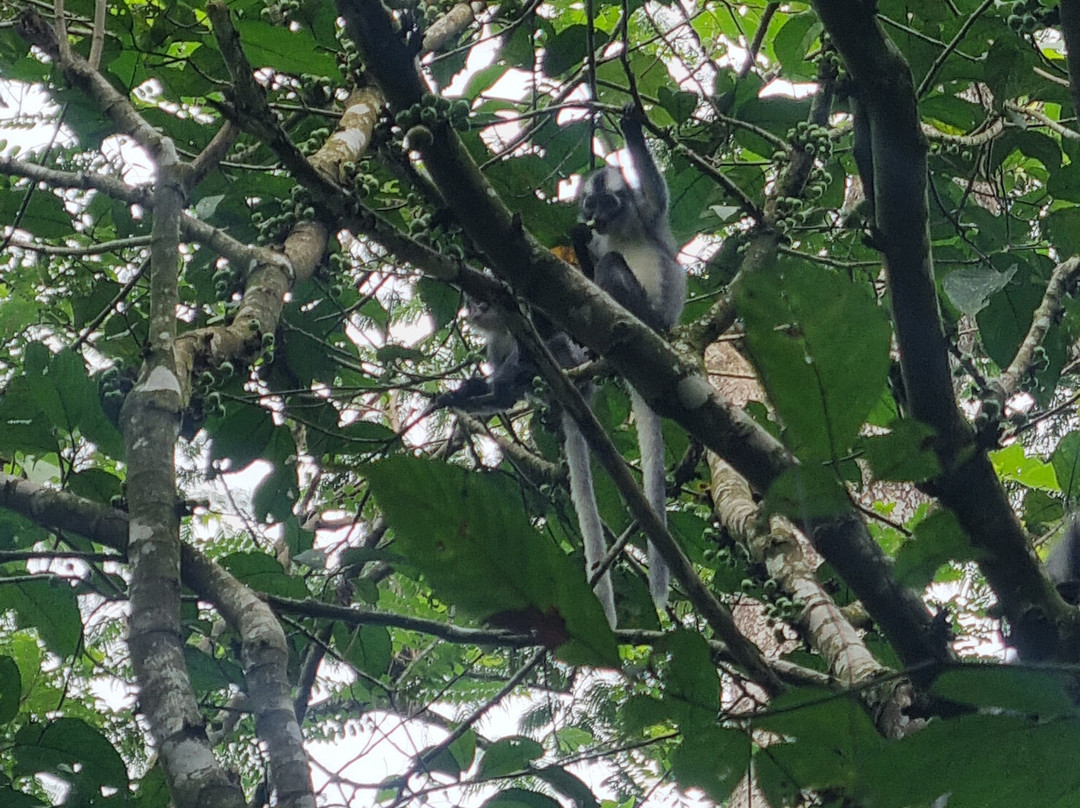 Explore Sumatra Trekking-武吉拉旺必去景点