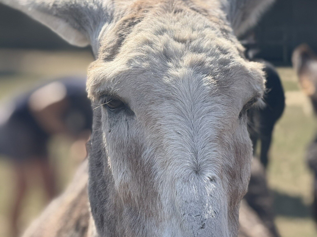 Hayling Island Donkey Sanctuary-海灵岛必去景点