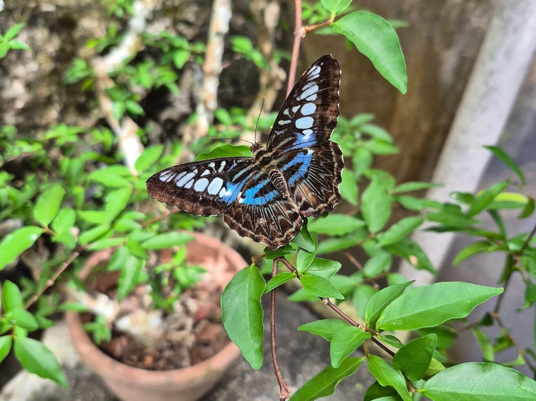 蟲鳴大地-巴巷海滩必去景点
