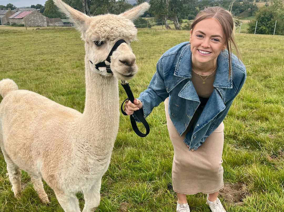 Teesdale Alpacas (Open by Appointment Only)-Barnard Castle必去景点