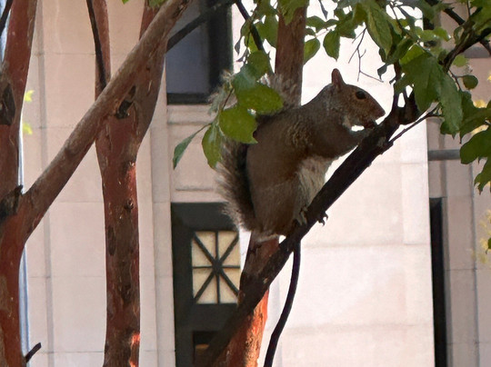 CaminandoToursDC-华盛顿特区必去景点