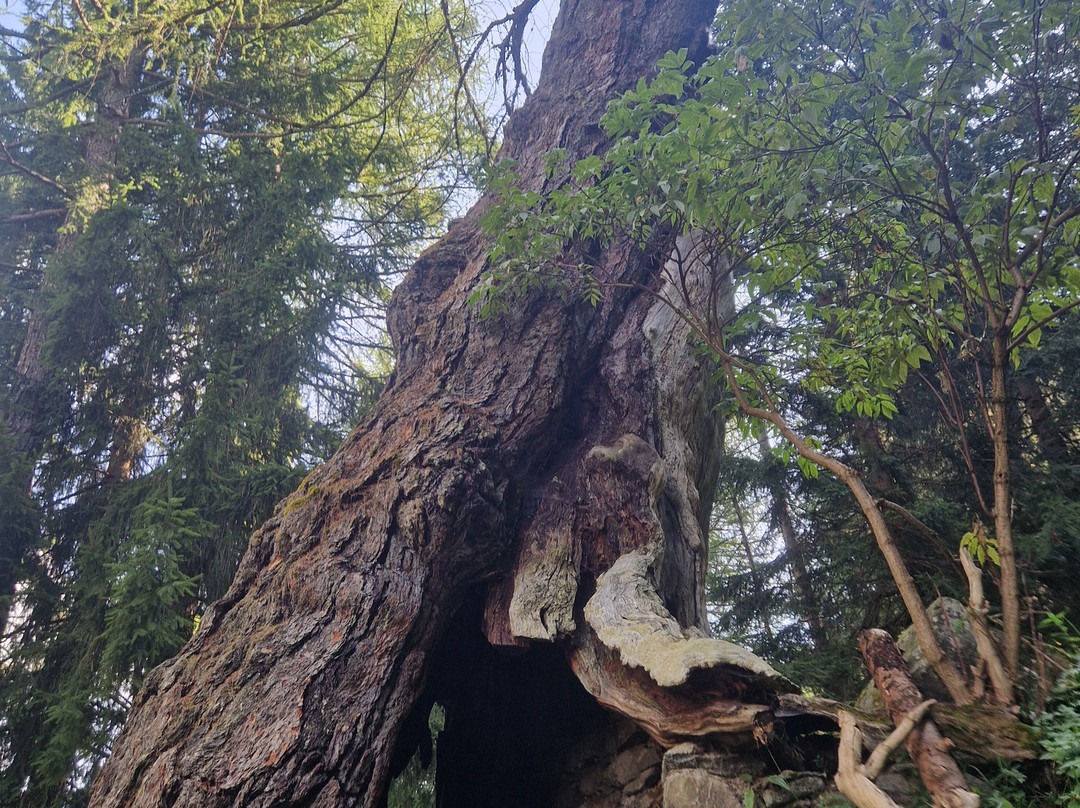 Larici millenari-San Pancrazio必去景点