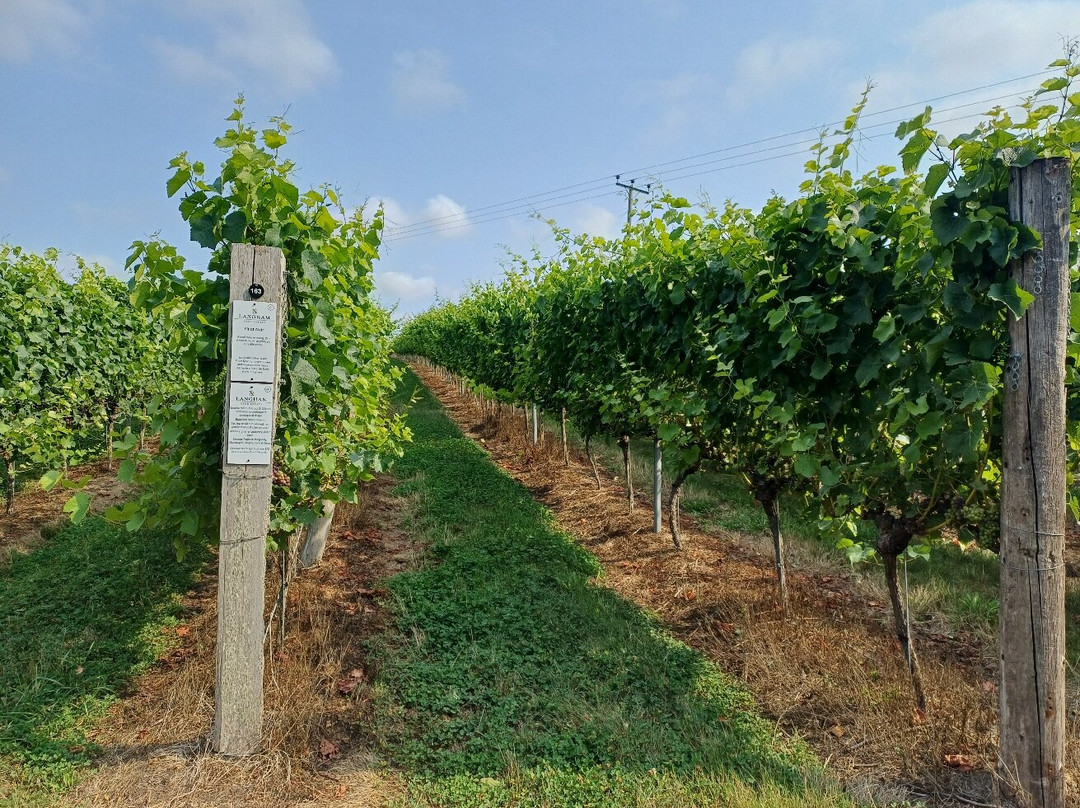 Langham Wine Estate Vineyard-多切斯特必去景点