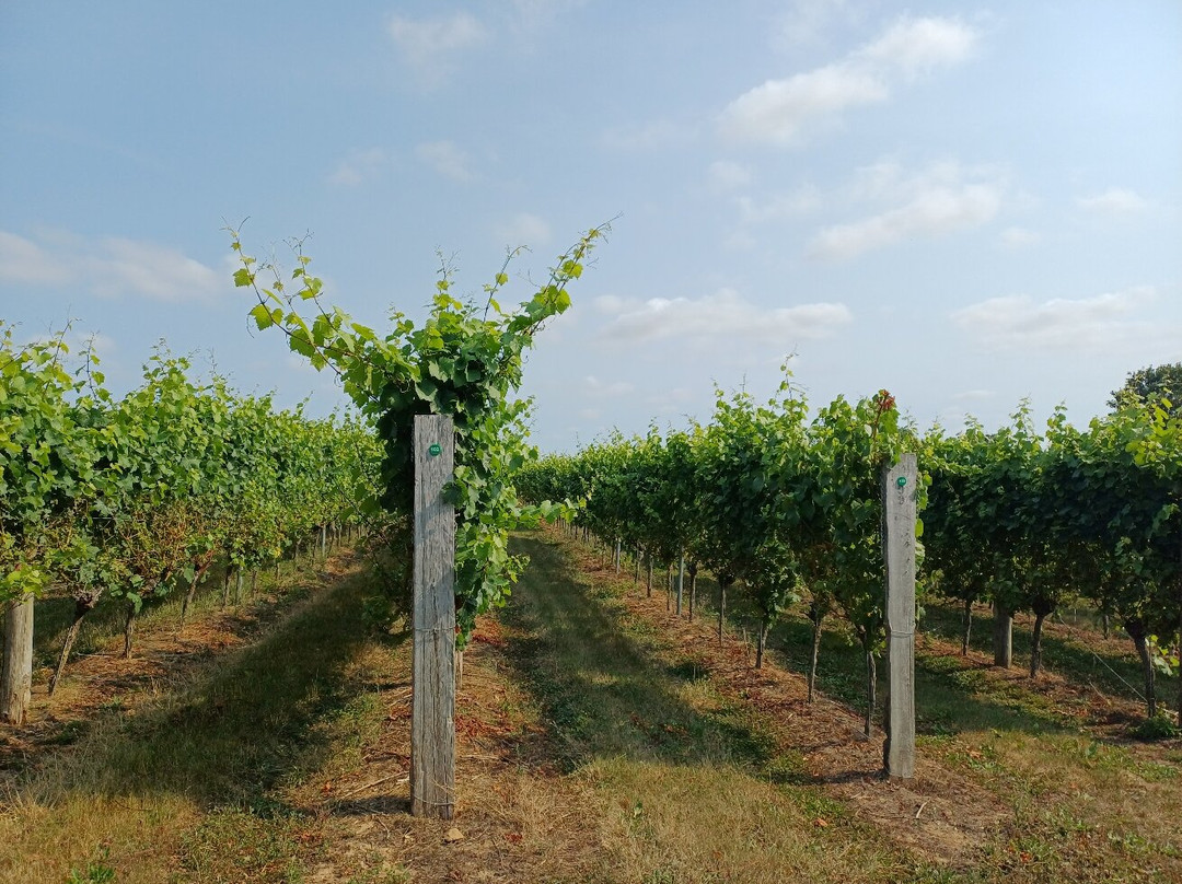 Langham Wine Estate Vineyard-多切斯特必去景点