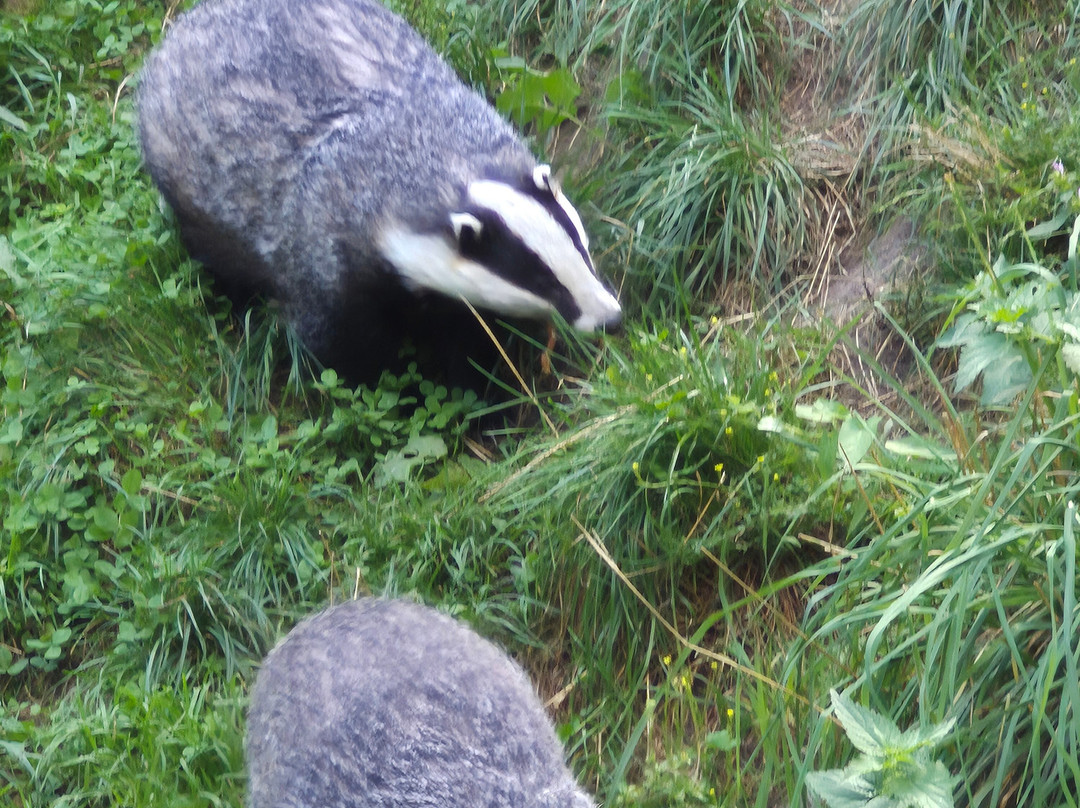 Otter-Zentrum Hankensbüttel-Hankensbuettel必去景点