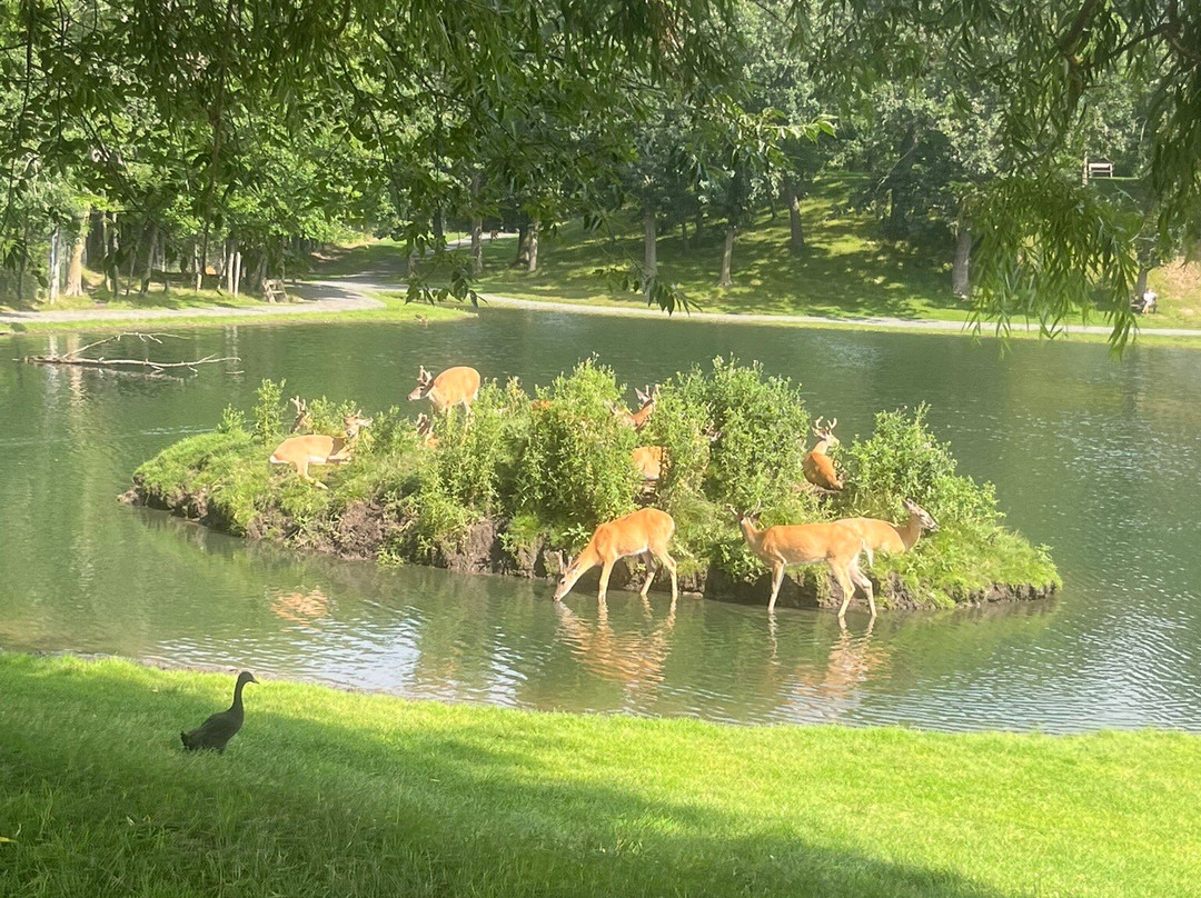 FAWN DOE ROSA Wildlife Educational Park-Saint Croix Falls必去景点
